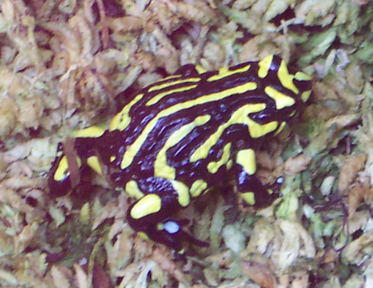 Katak corroboree selatan — photograph