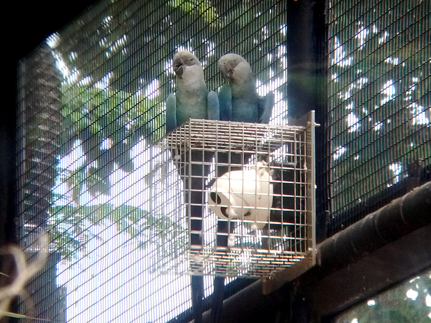 Spix's Macaw — photograph