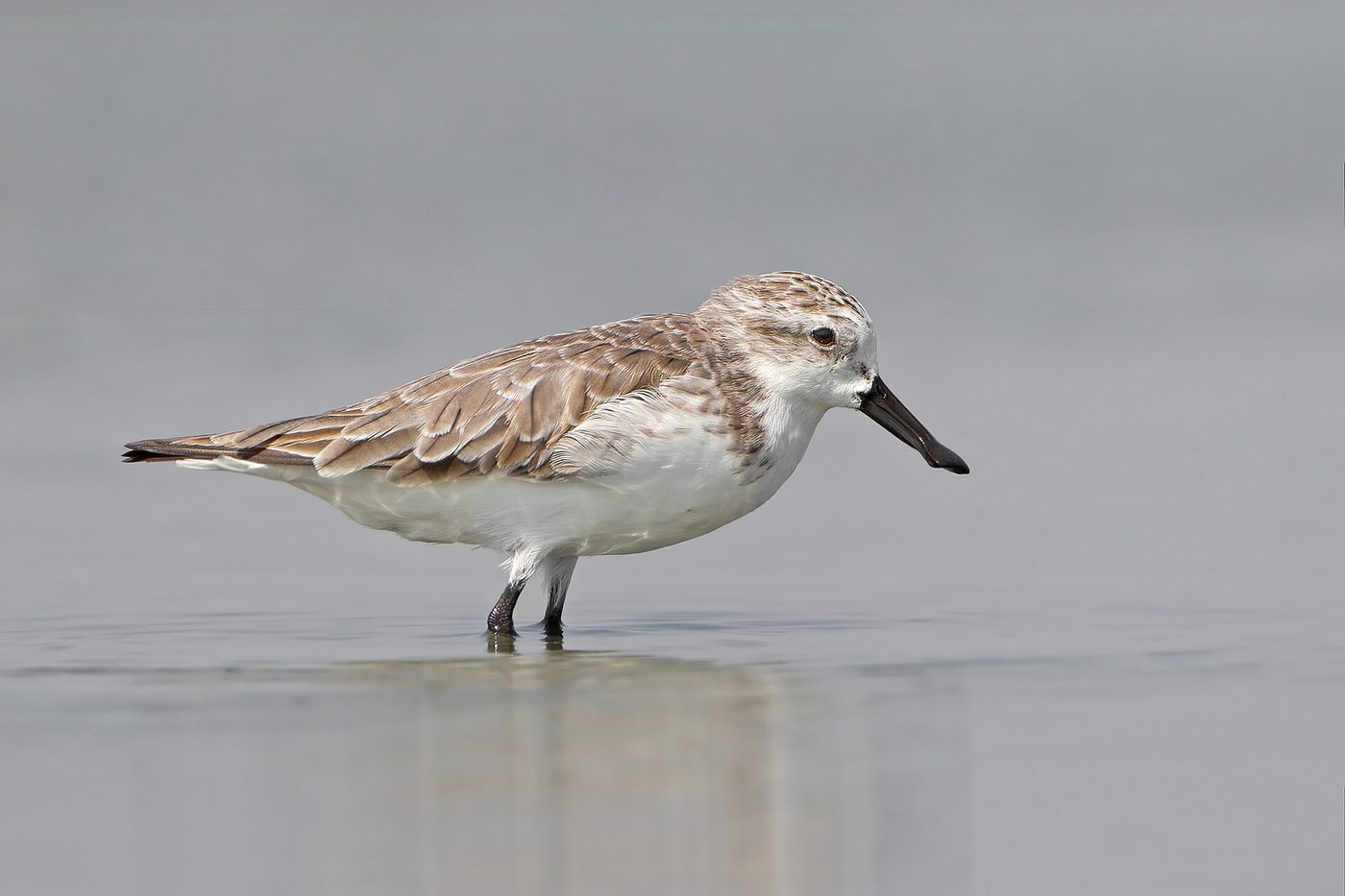 Correlimos cuchareta — photograph