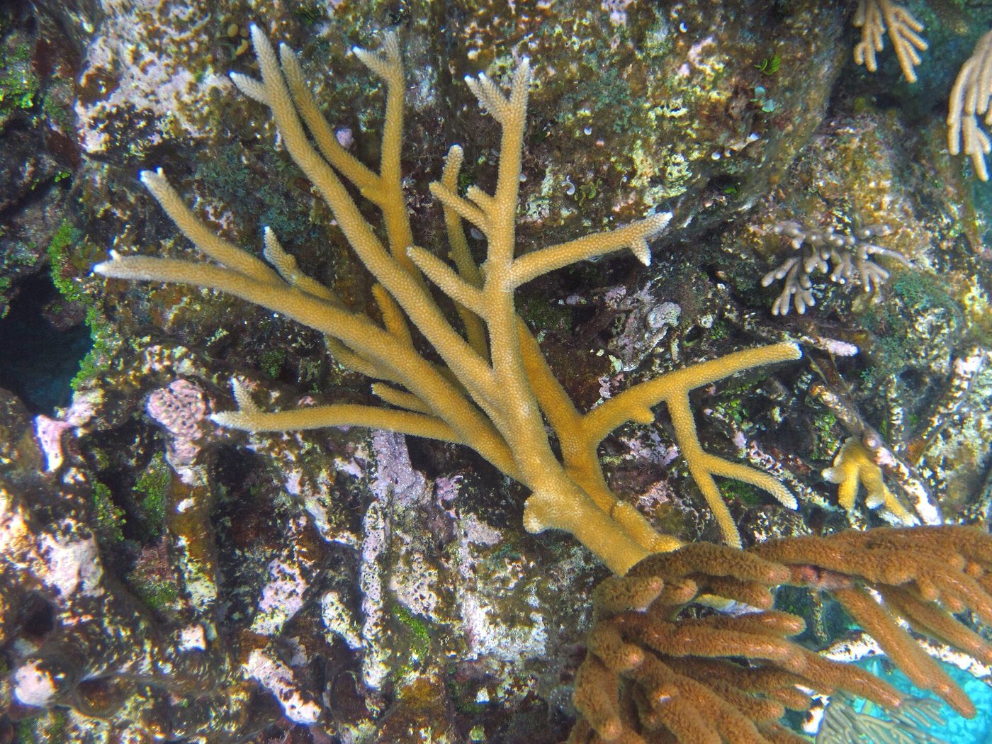 Staghorn Coral — photograph
