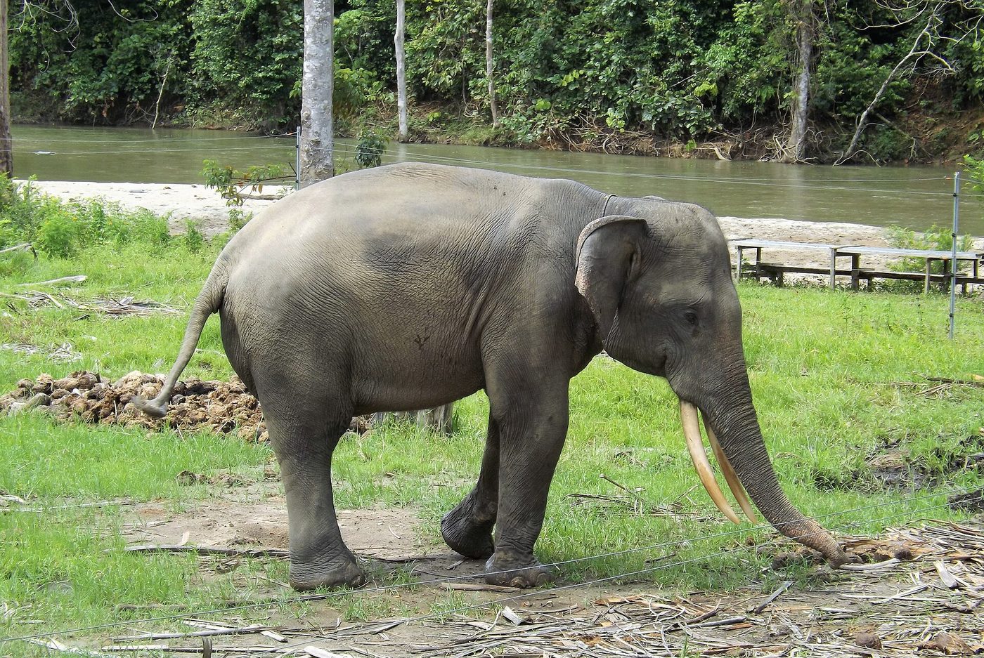 Sumatran Elephant — photograph
