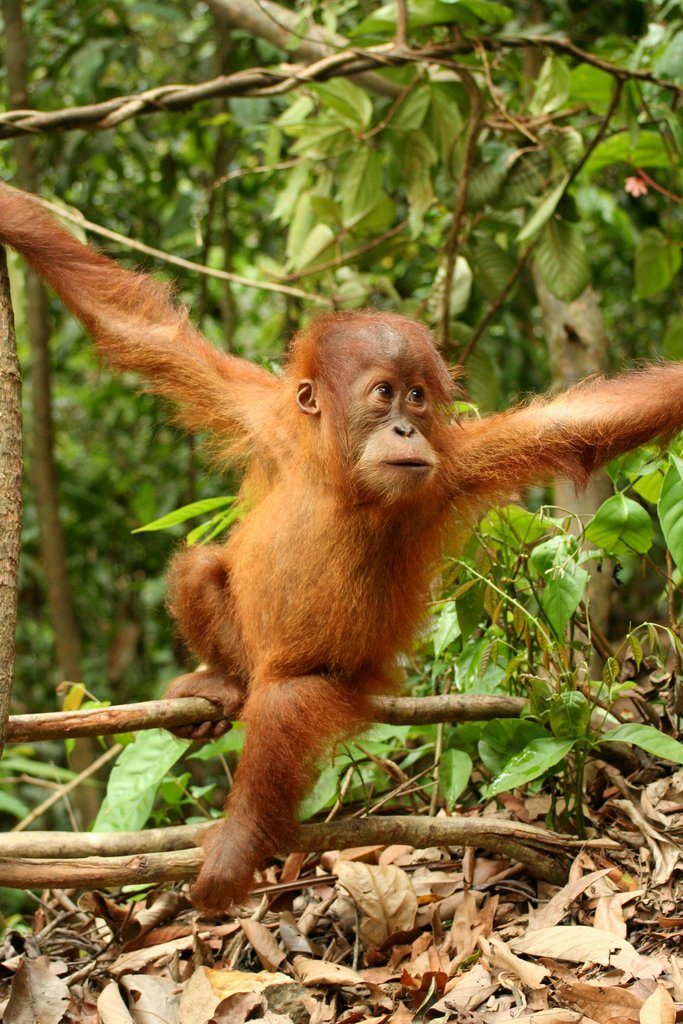 Sumatra-Orang-Utan — photograph