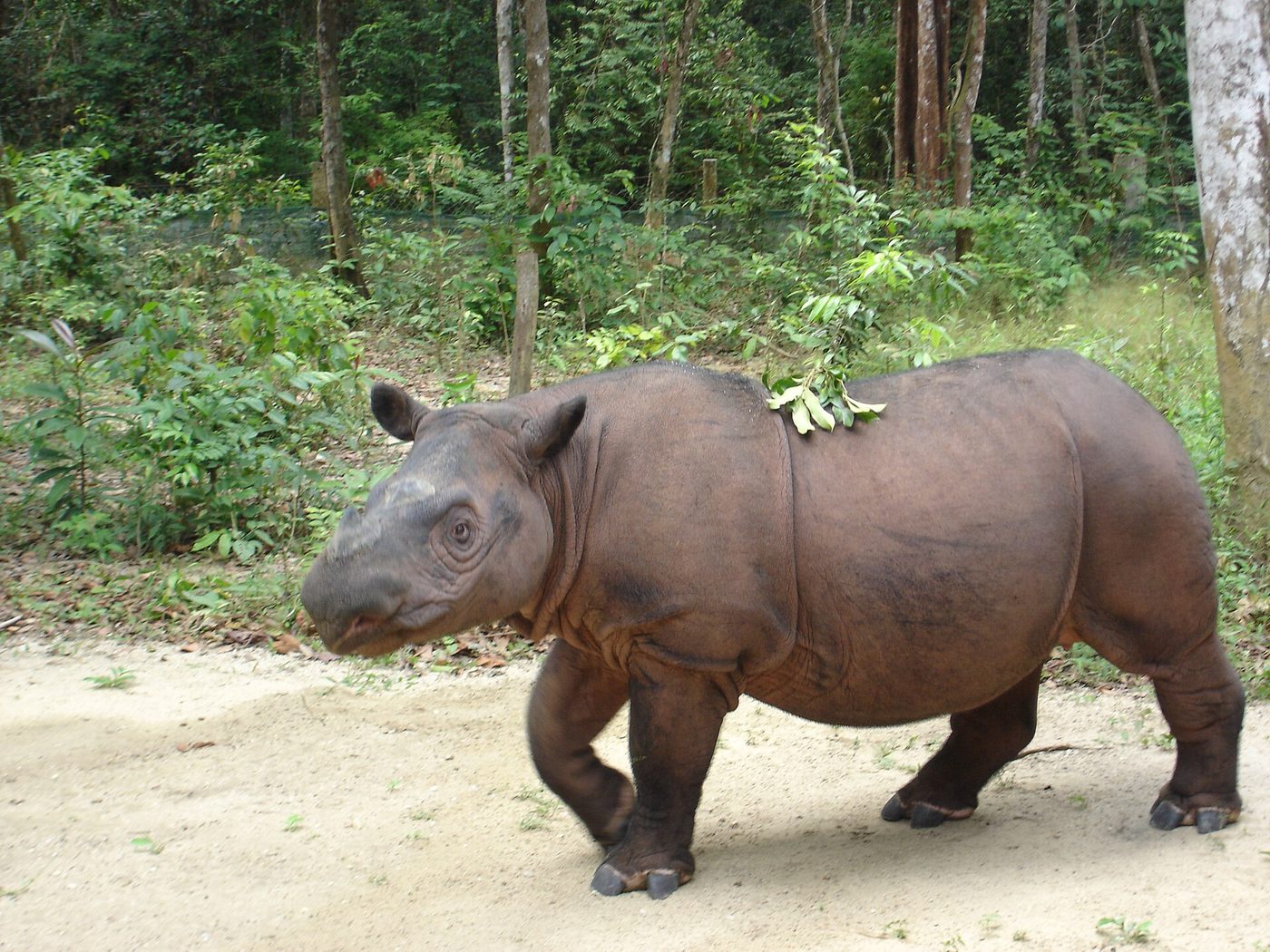 Rinoceronte de Sumatra — photograph