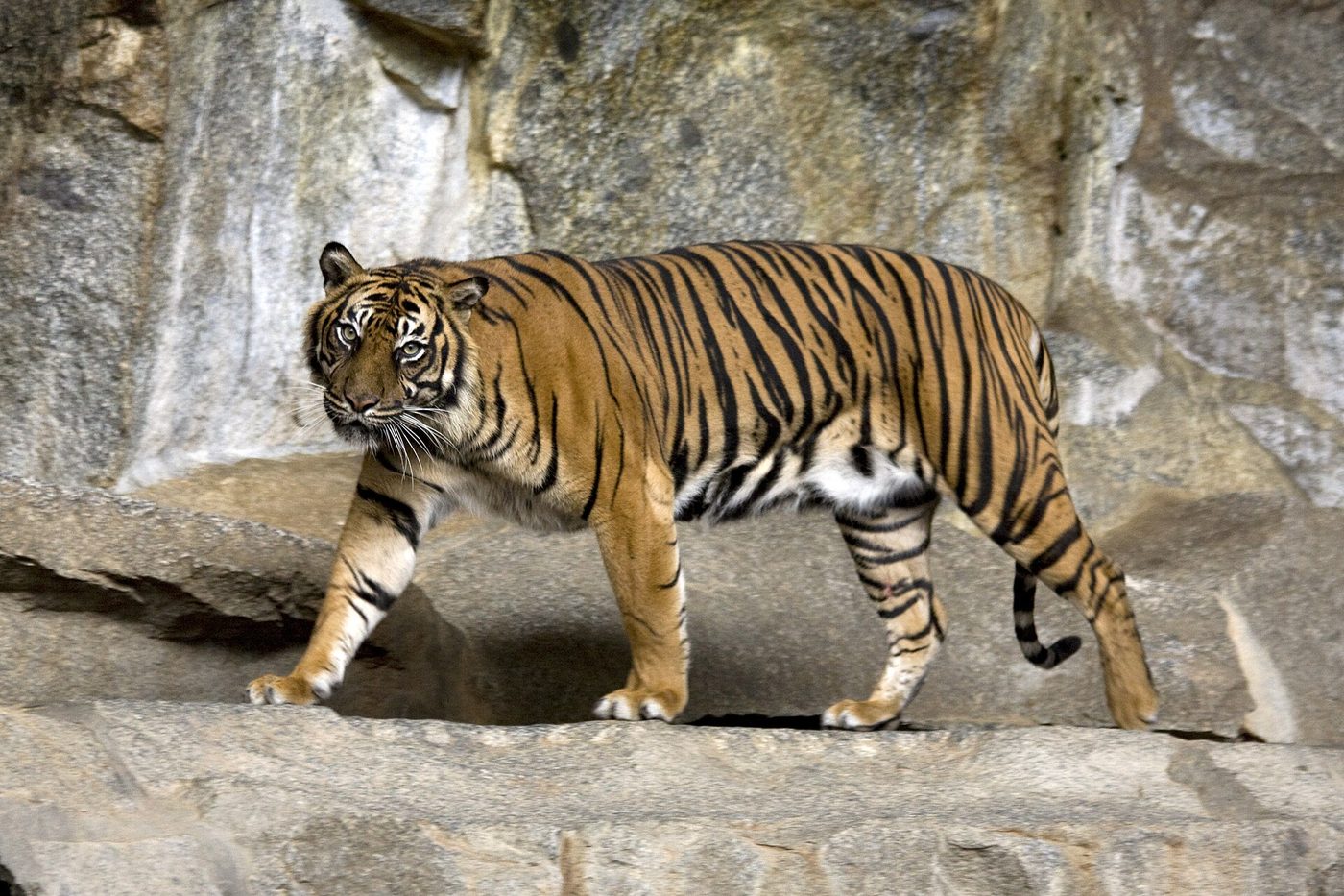 Sumatran Tiger — photograph