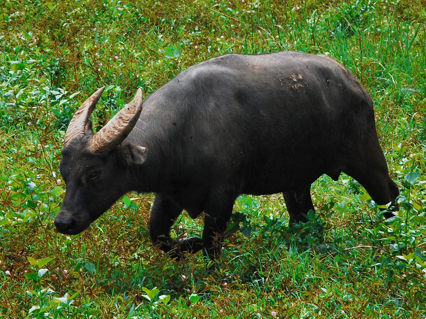 Tamaraw — photograph