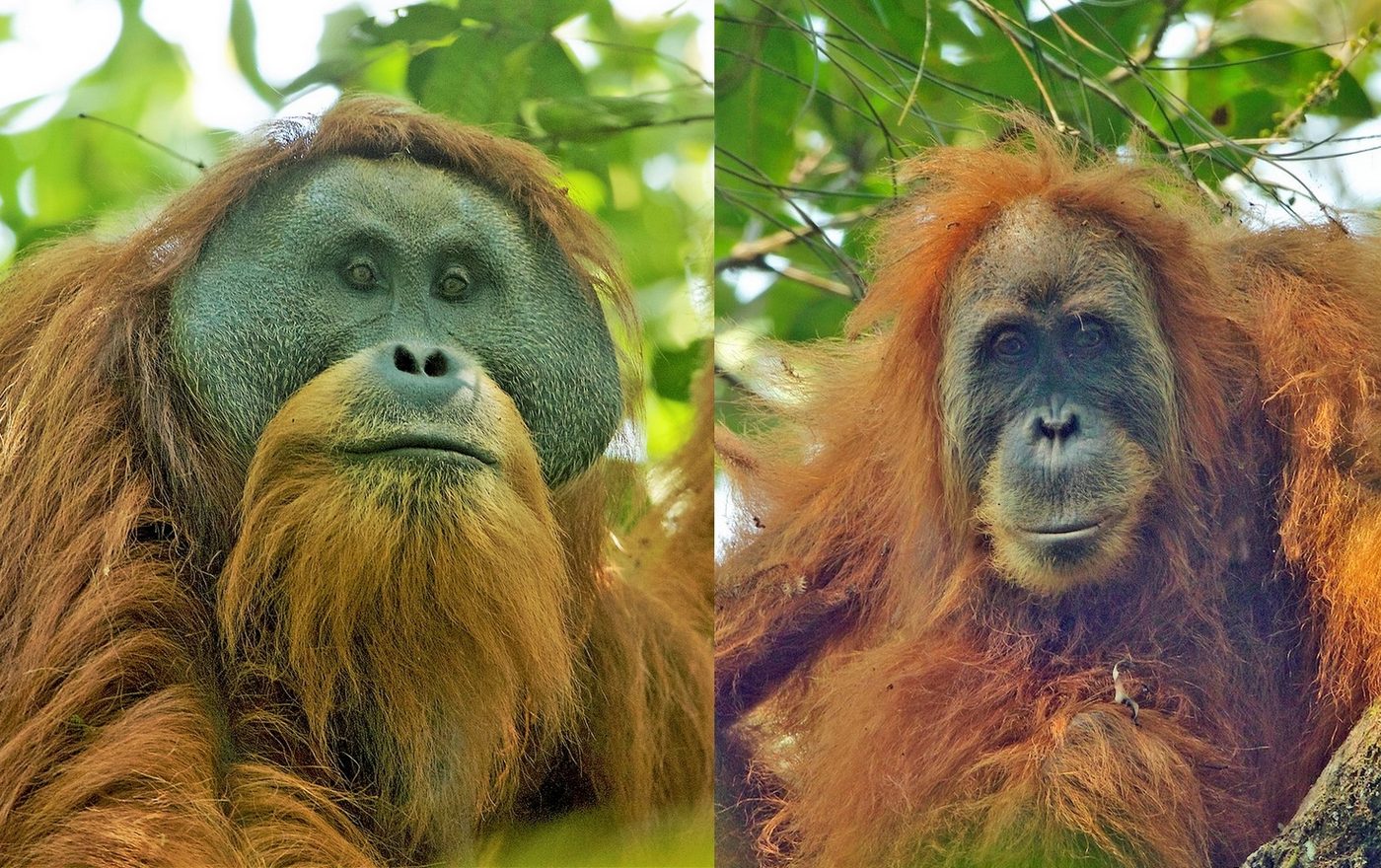 Tapanuli Orangutan — photograph