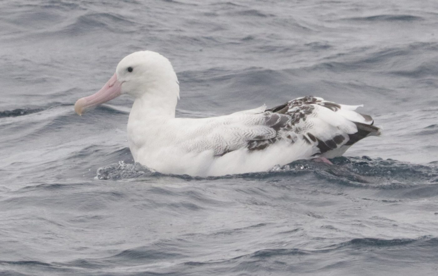 Tristanalbatros — photograph