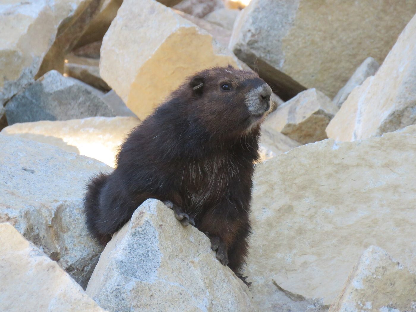 Vancouver Island Marmot — photograph