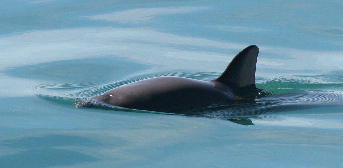 Vaquita — photograph