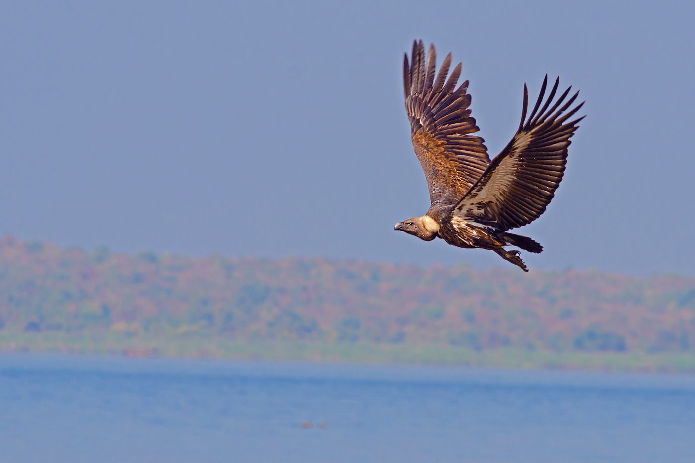 White-rumped Vulture — photograph