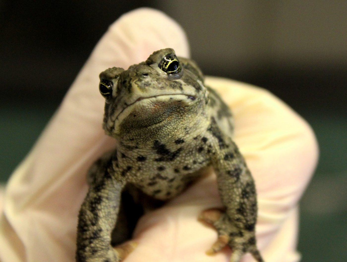 Wyoming Toad — photograph