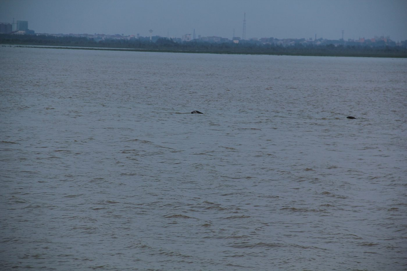 Yangtze Finless Porpoise — photograph